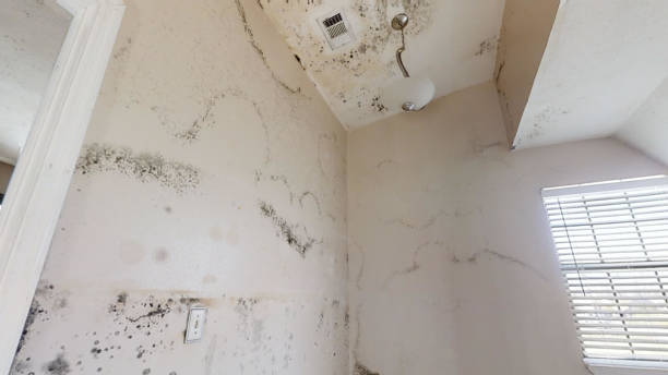 Best Biohazard Mold Removal  in Otsego, MI