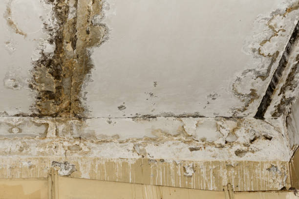 Professional Mold Removal in Otsego, MI