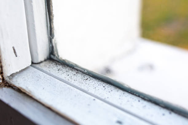 Best Black Mold Removal  in Otsego, MI