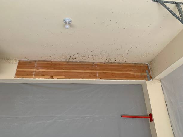 Best HVAC Mold Inspection and Cleaning  in Otsego, MI